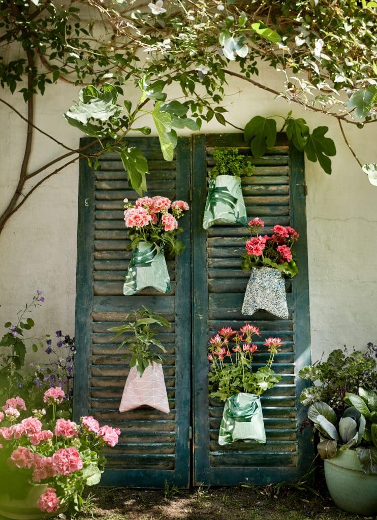 Pelargonium citrosum