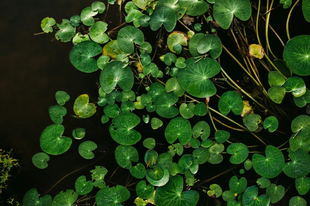 String of Turtles Plant