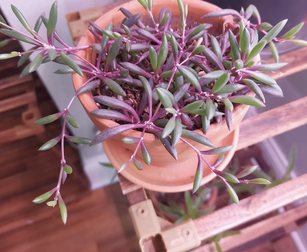 Ruby Necklace Plant
