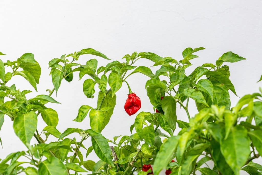 Peter Pepper Plant