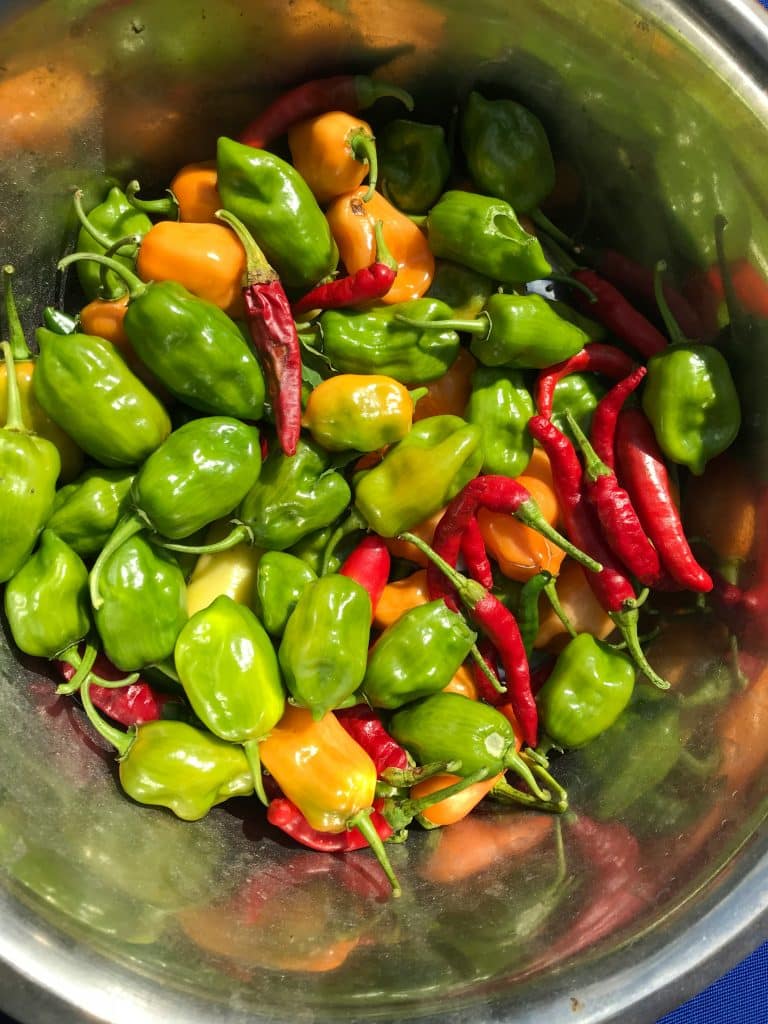 Pepperoncini Plants