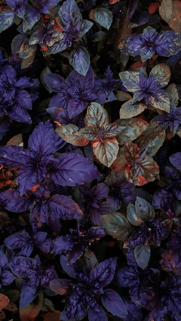 purple basil