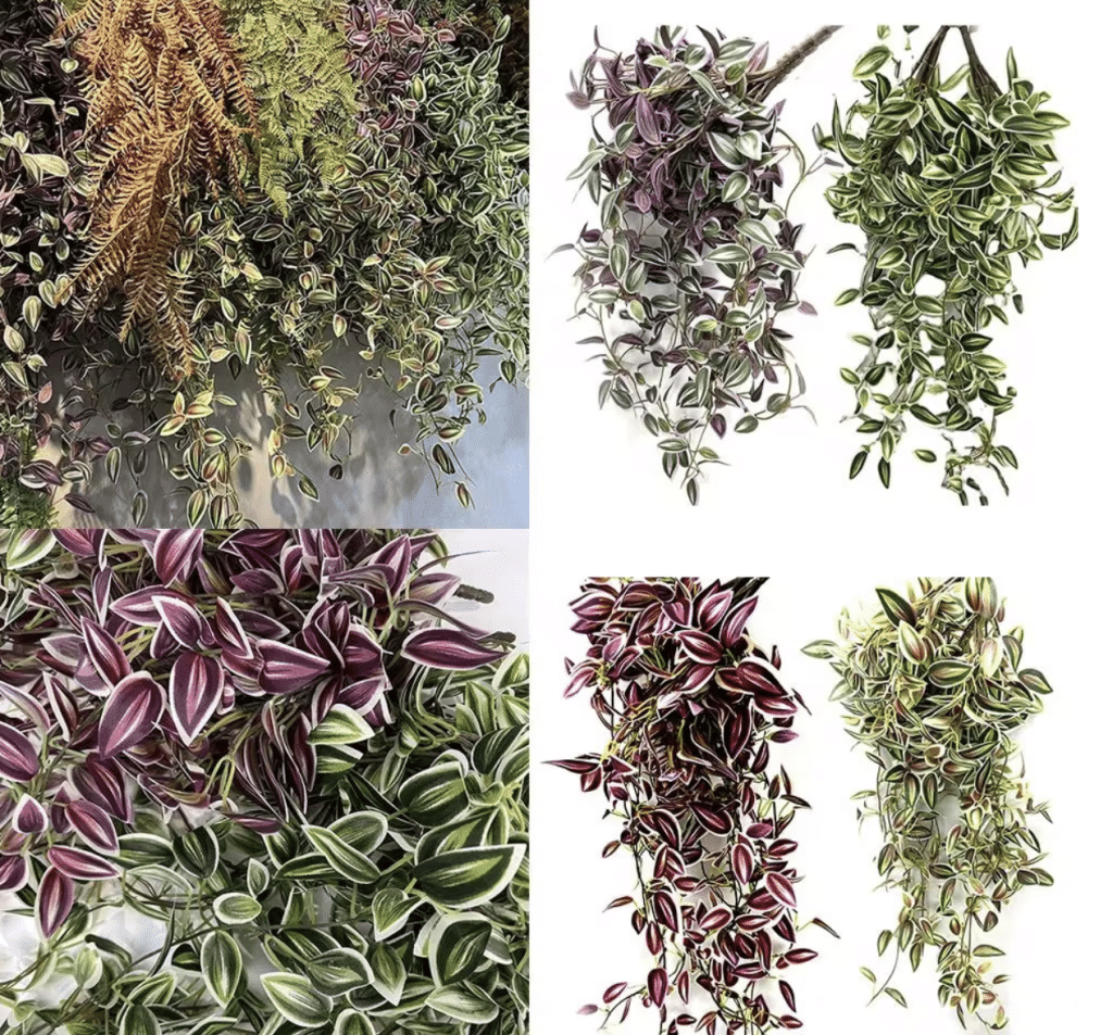 Wandering Jew Plant